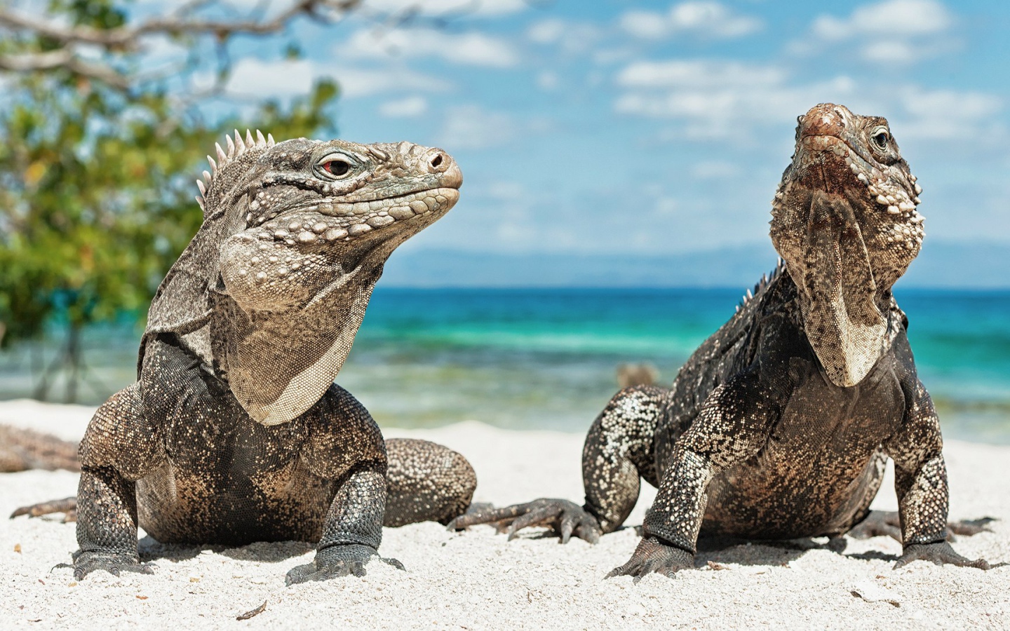 Игуаны на берегу моря