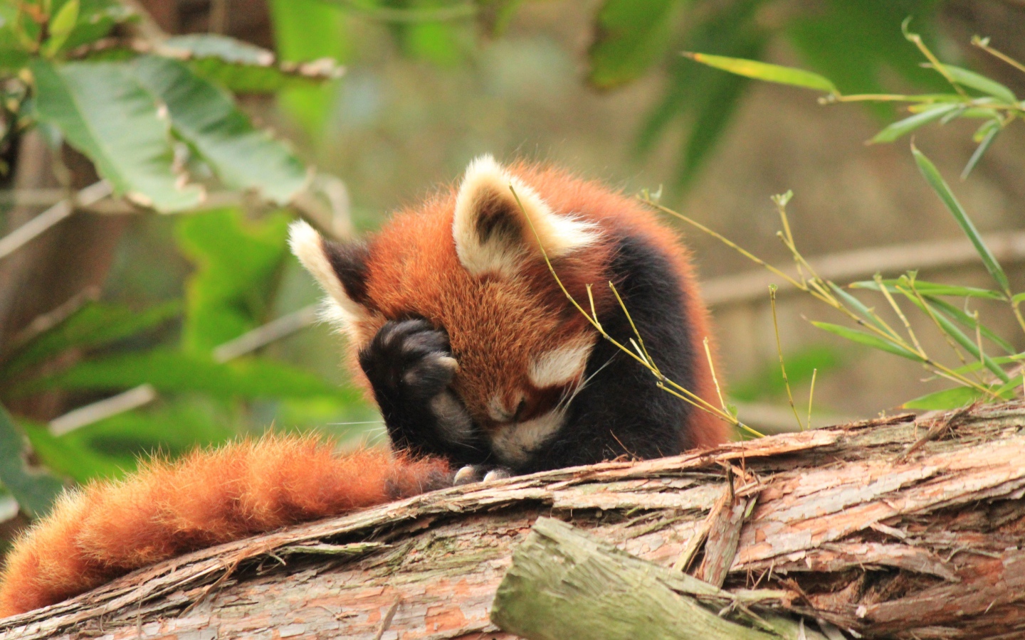 Красная панда положила лапку себе на голову