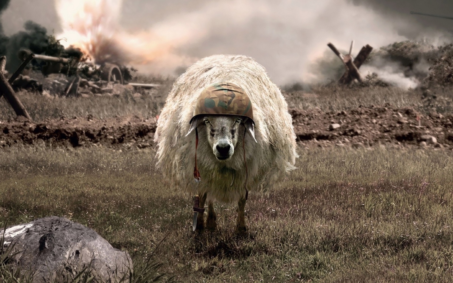Sheep on the war in helmet