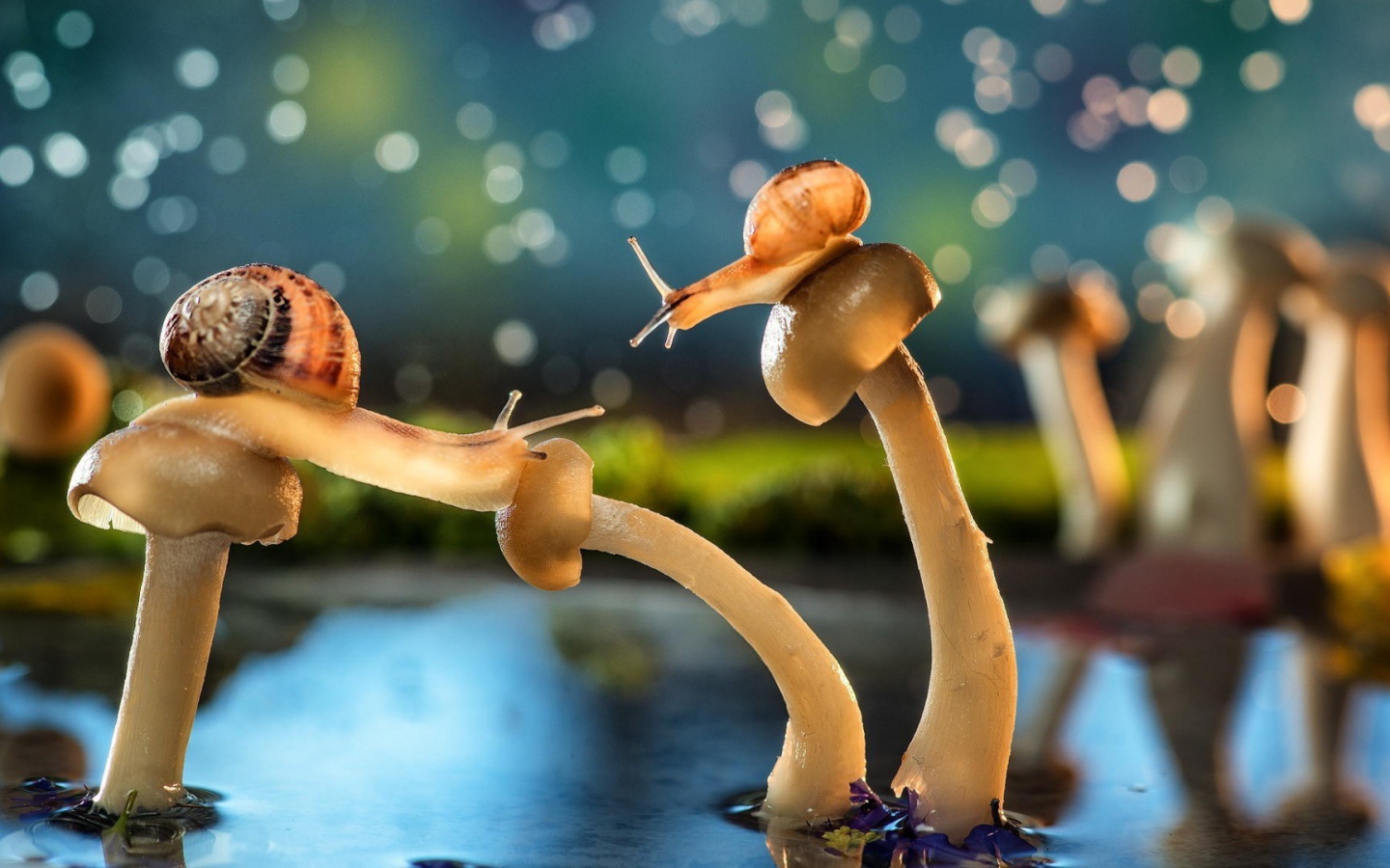 Улитки на шляпках грибов