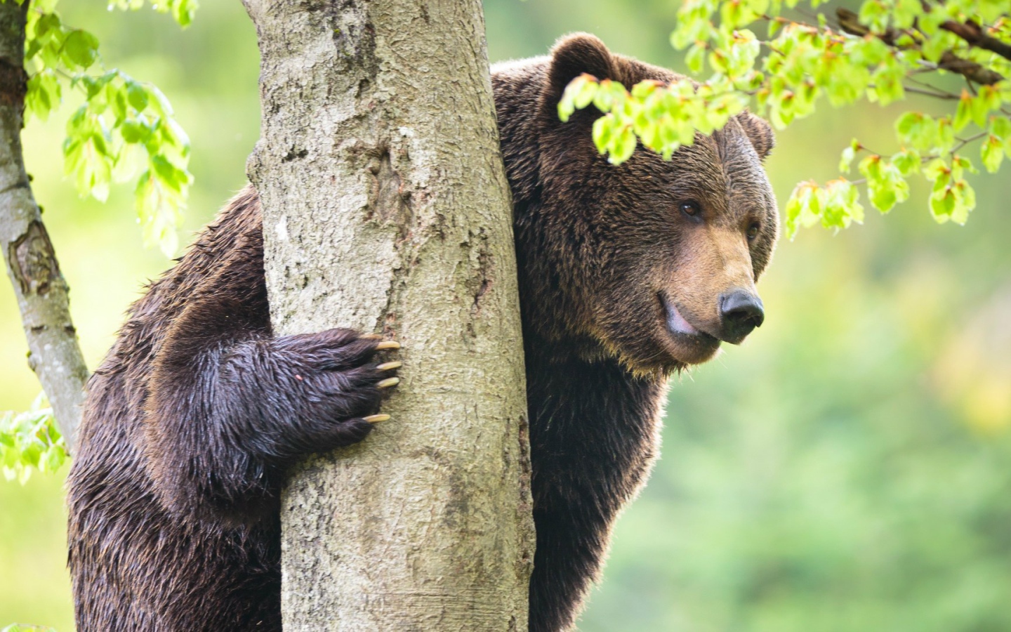 Медведь у дерева