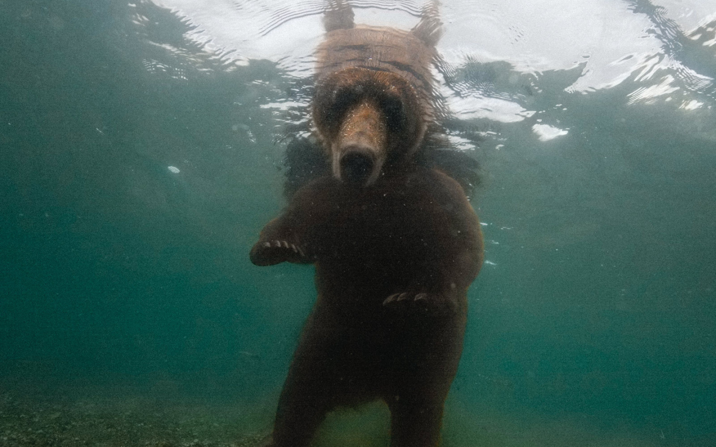 Bear looks under water