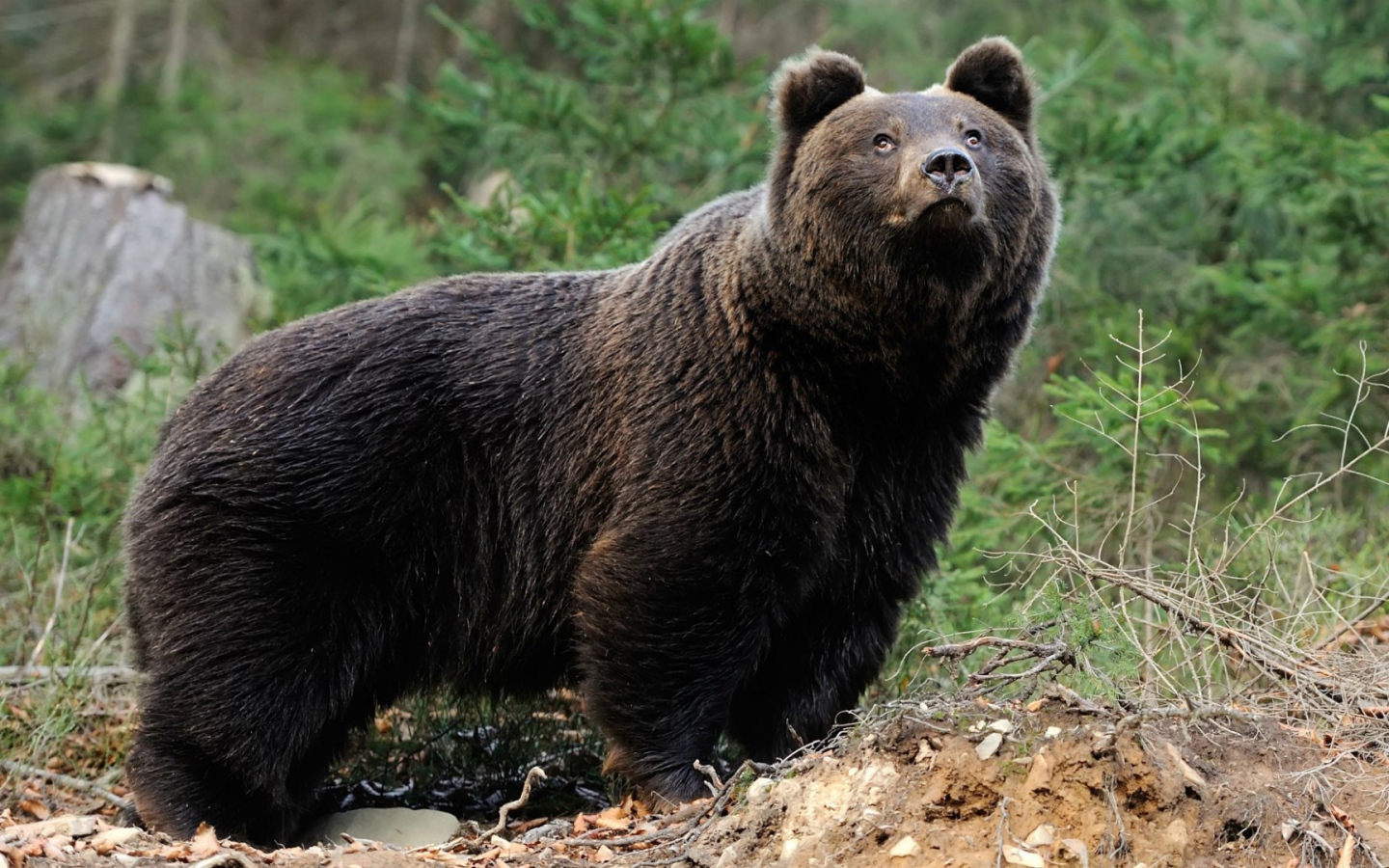 Медведь смотрит вверх