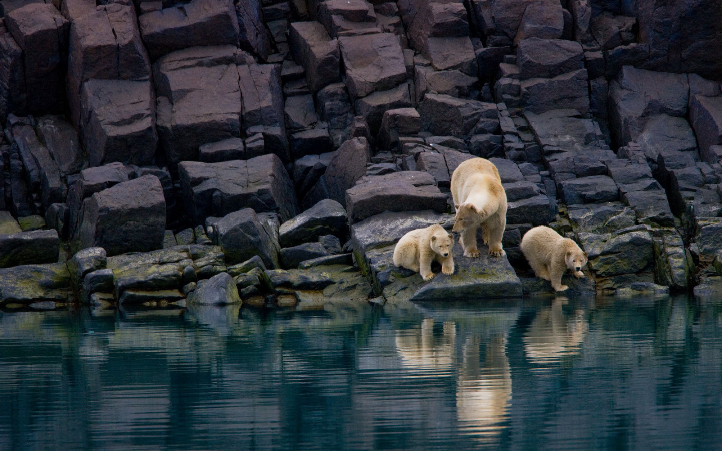 Семья белых медведей