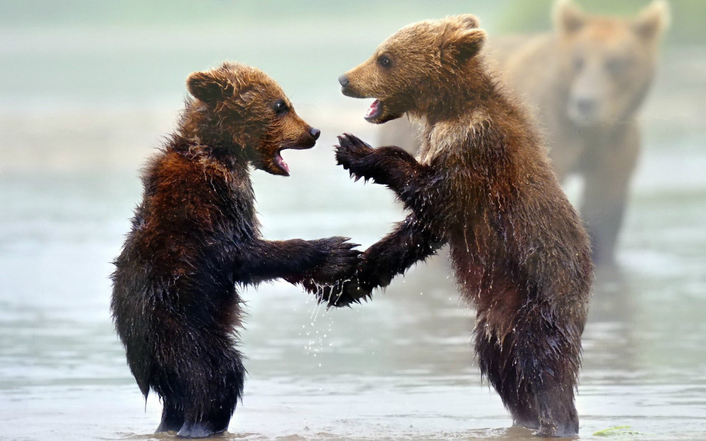 Забавные мокрые медвежата