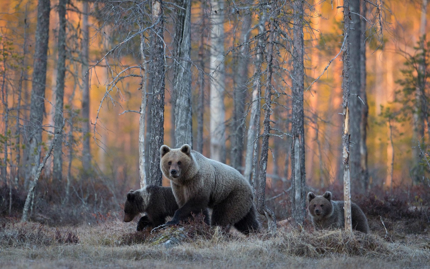 Семья медведей гуляет в лесу