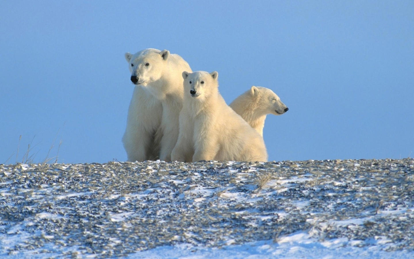 Три белых медведя за полярным кругом