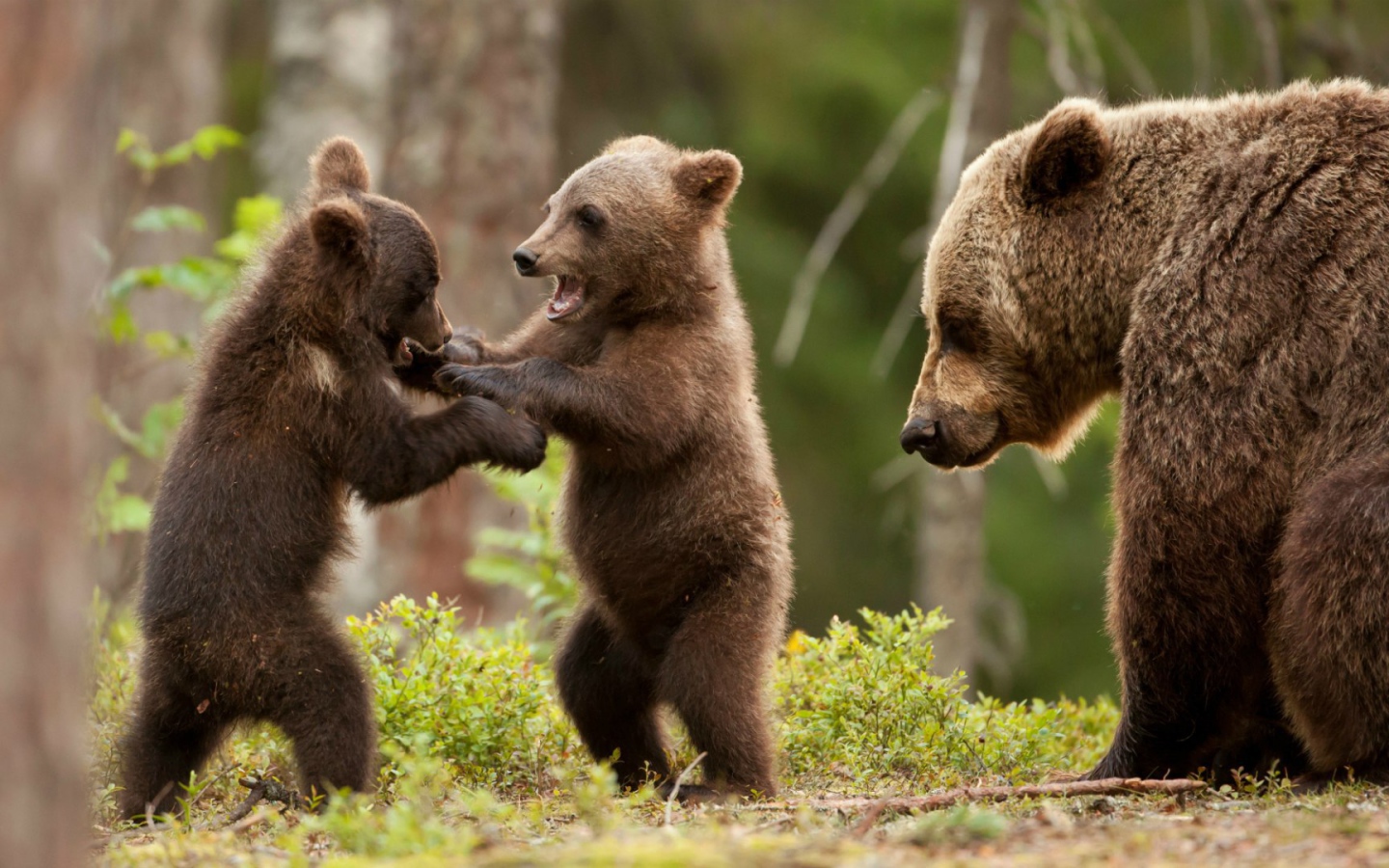 Два игривых медвежонка