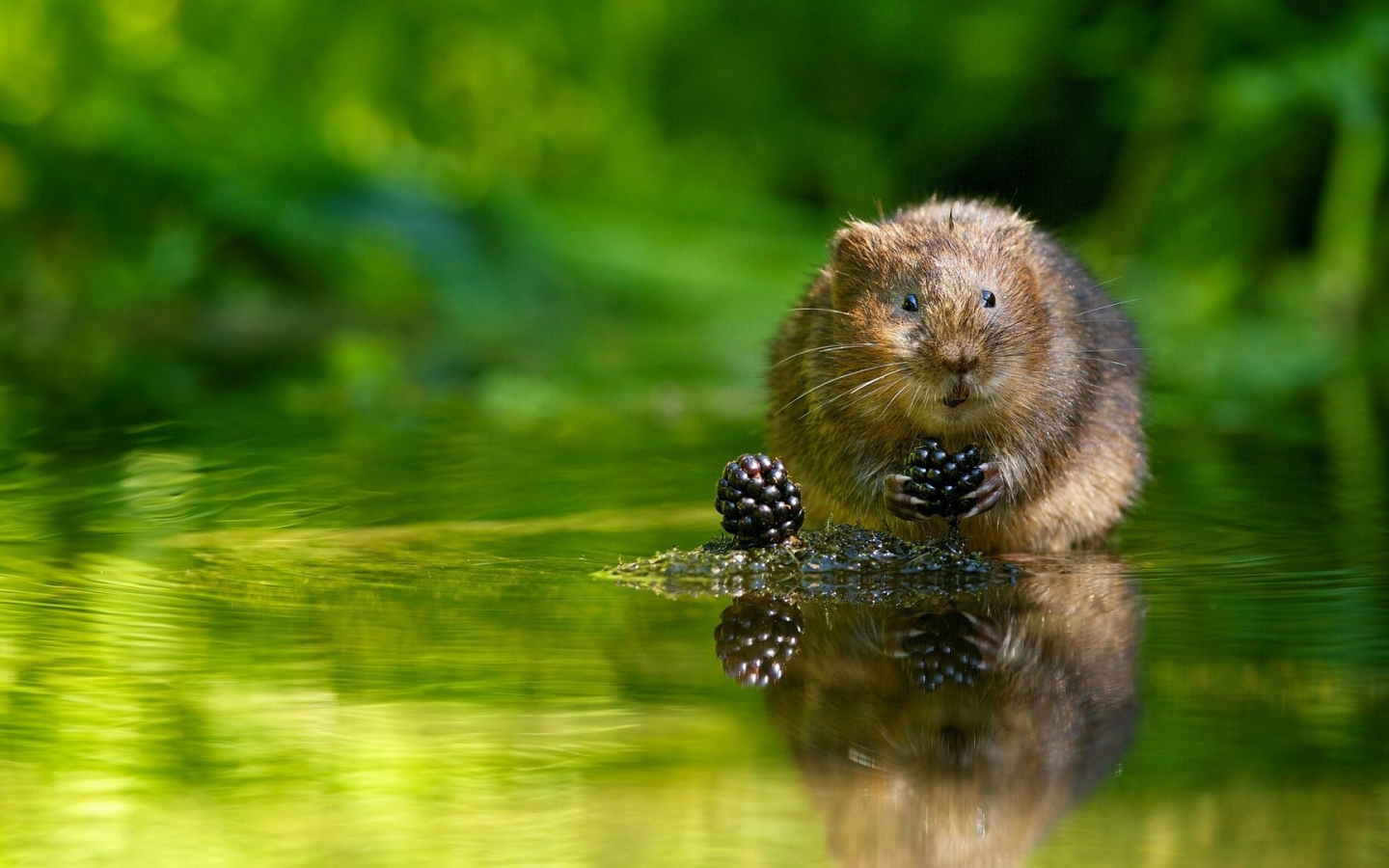 Животное водяная полёвка