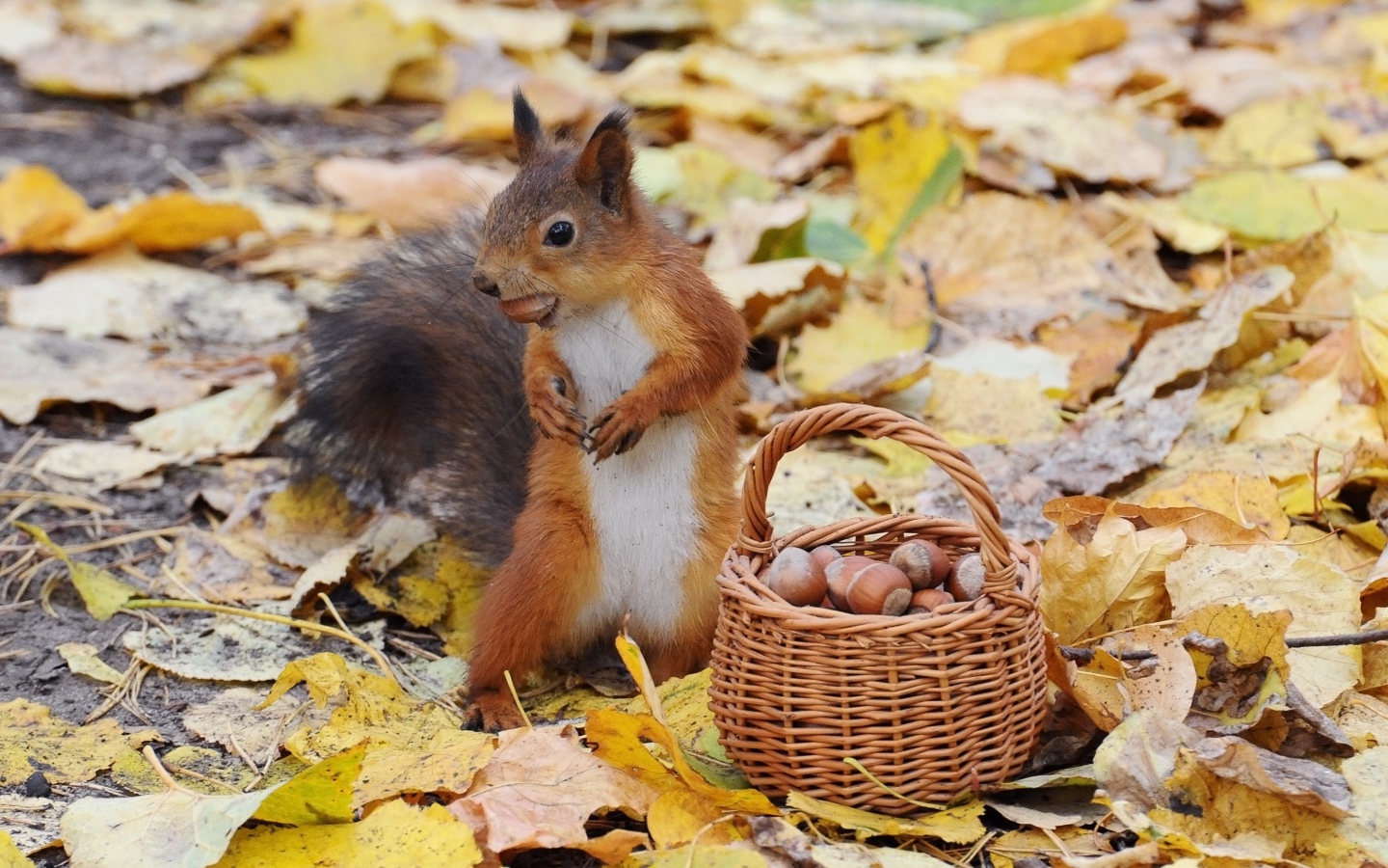 Белка у корзины с орехами