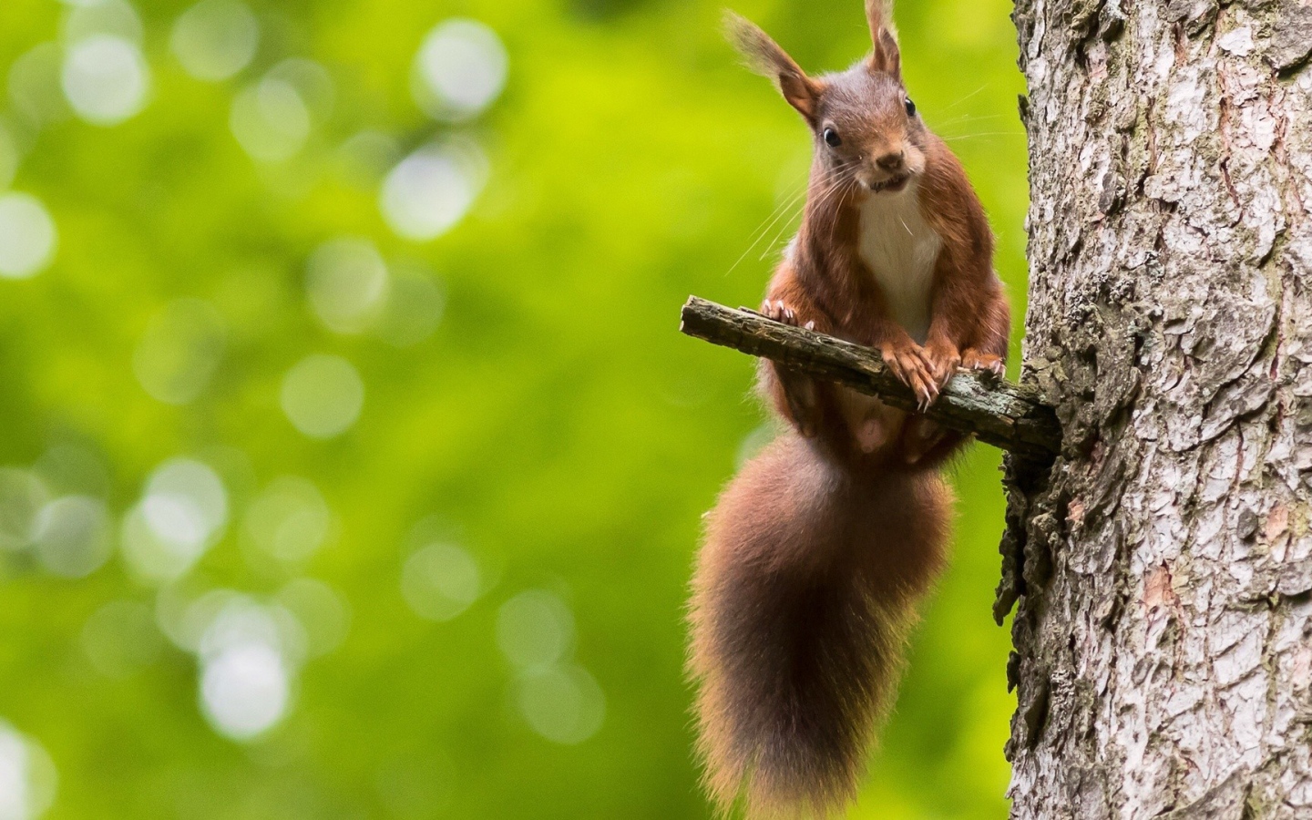 Белка на сучке дерева