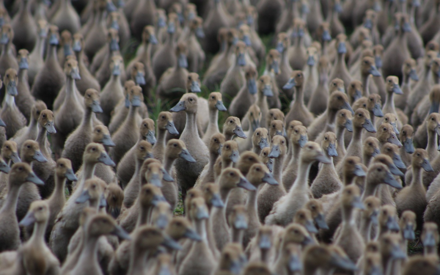 Стая диких уток на земле
