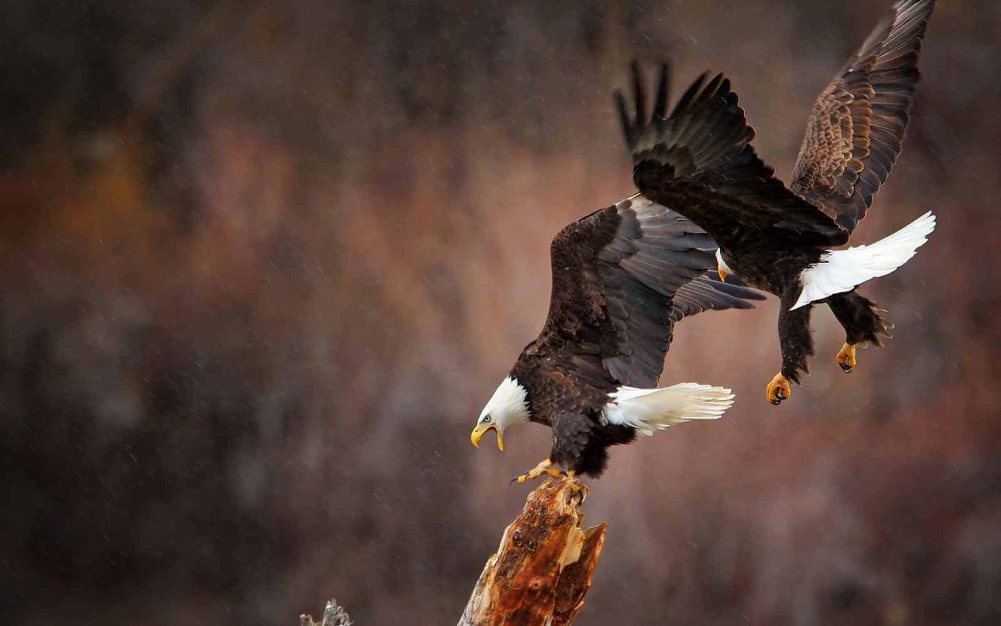 Пара белоголовых орла