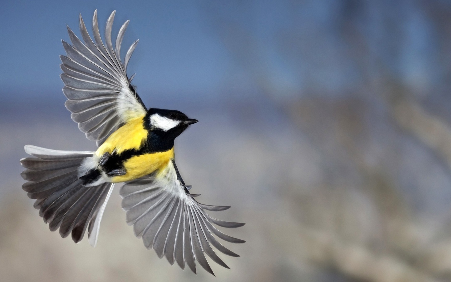 Красивое фото синицы