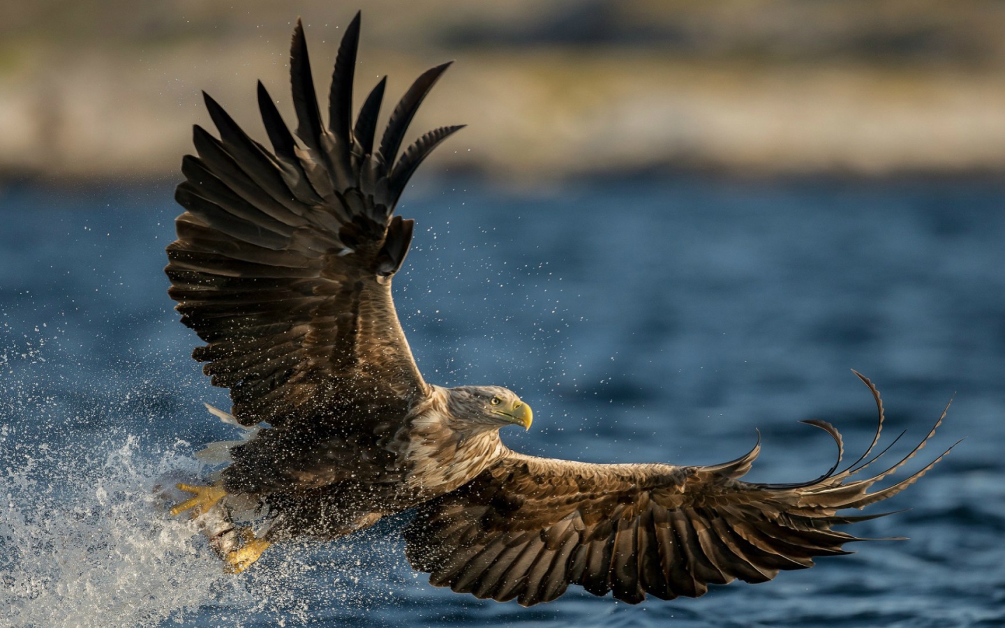 Птица Орлан-белохвост