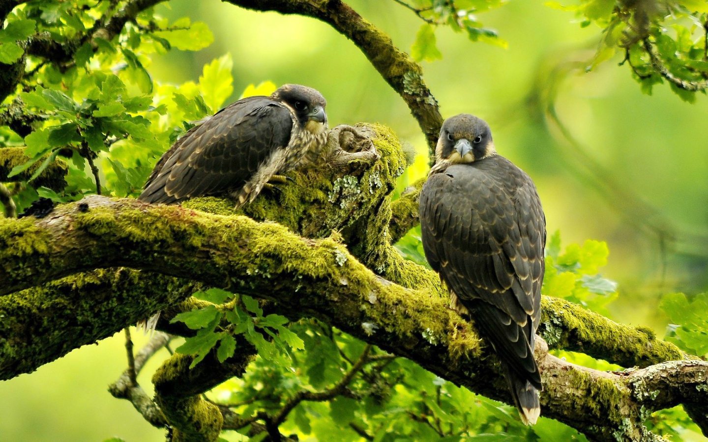 Хищная птица сапсан