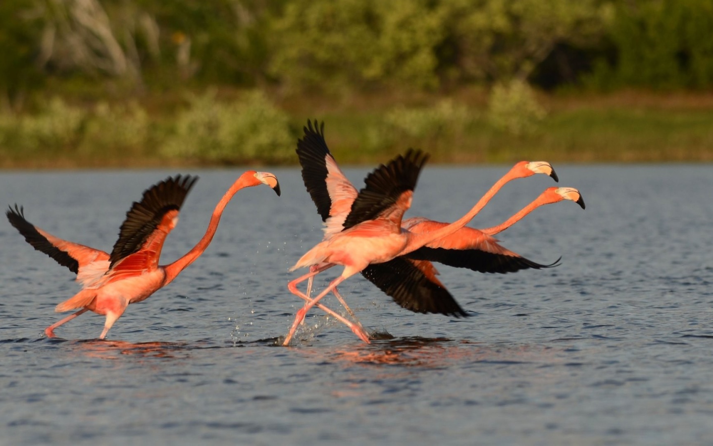 Птицы фламинго с черными крыльями