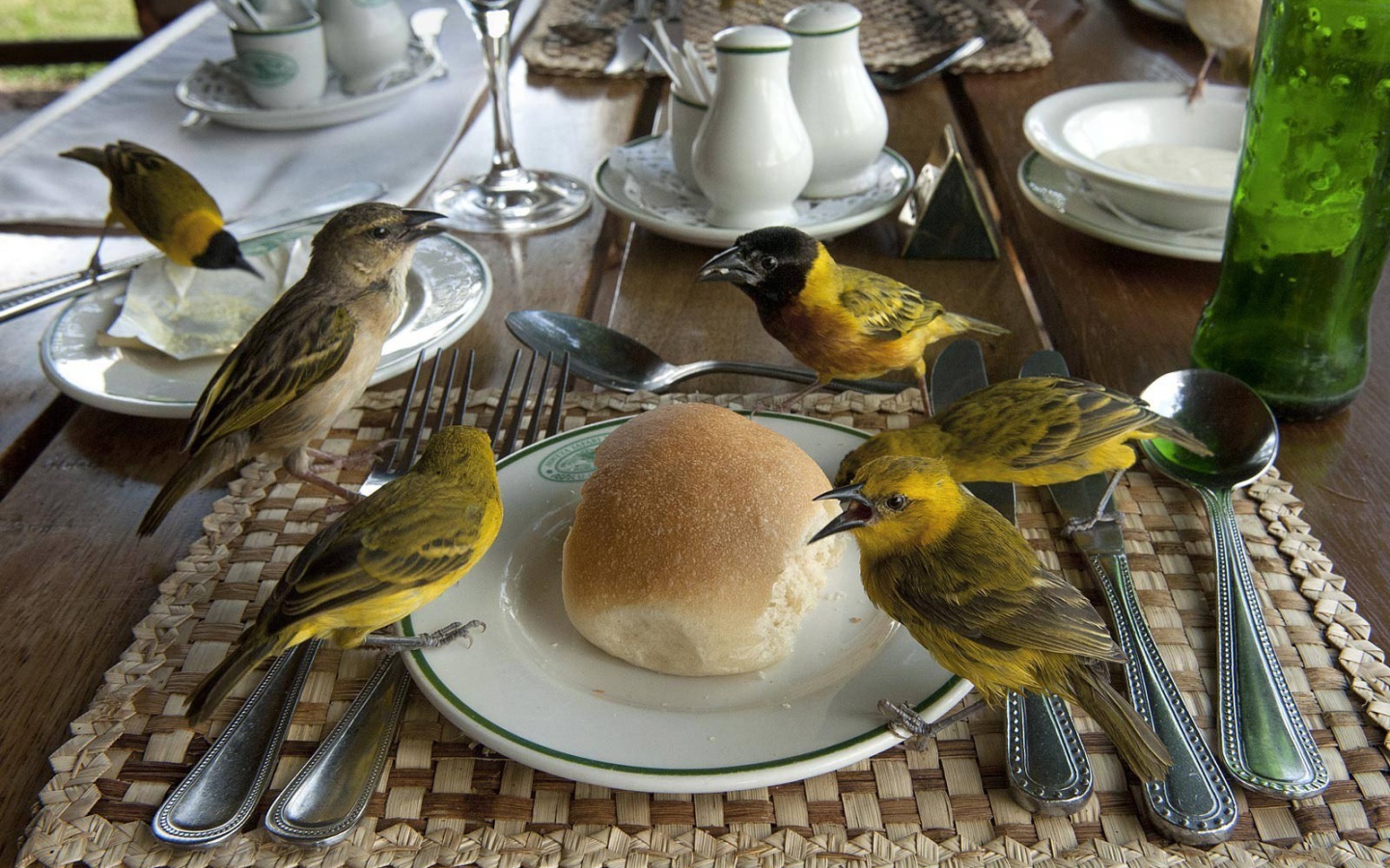 Птицы клюют хлеб на столе