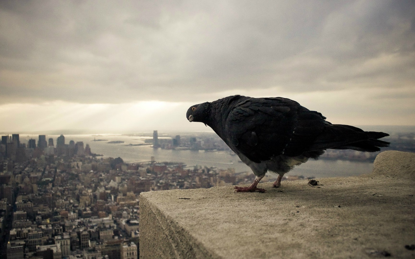 Черный голубь на фоне города