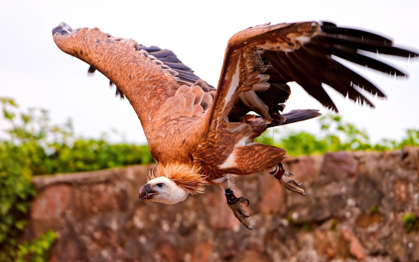 Коричневый падальщик с кольцами на лапах