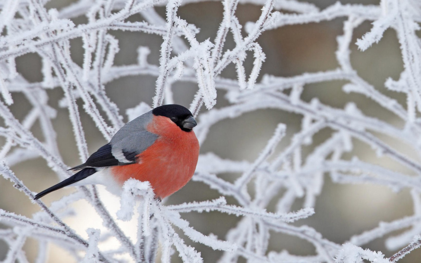 Снегирь на покрытой инеем ветке