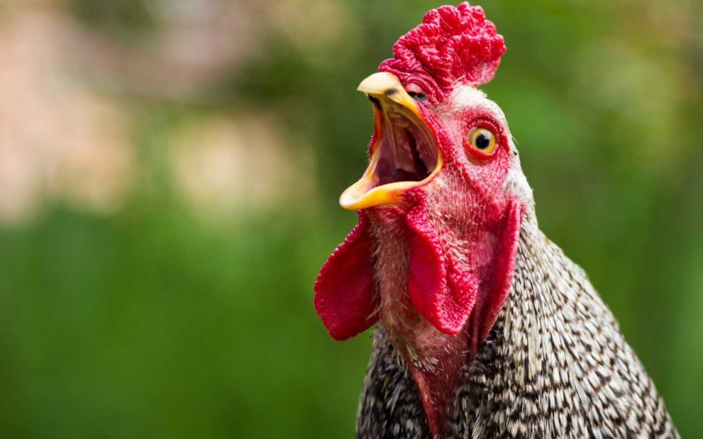 Курица с открытым клювом
