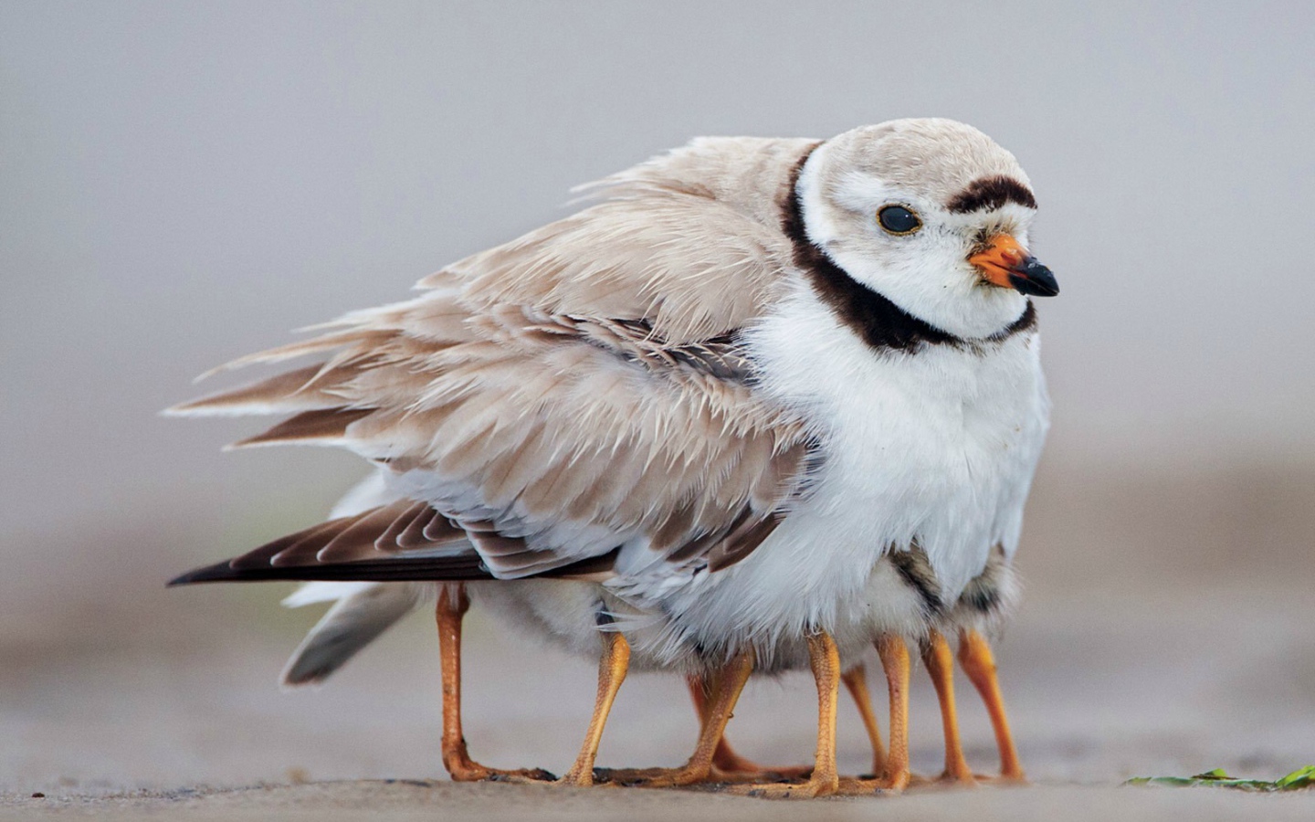 Птенцы спрятались под крылом у мамы