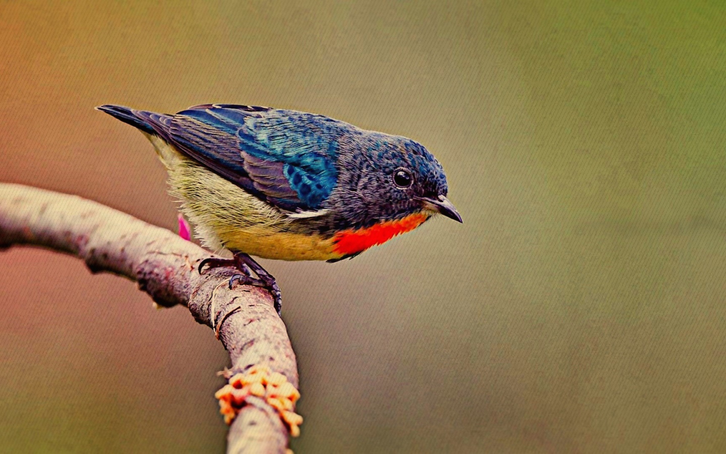 Красочная птичка на ветке