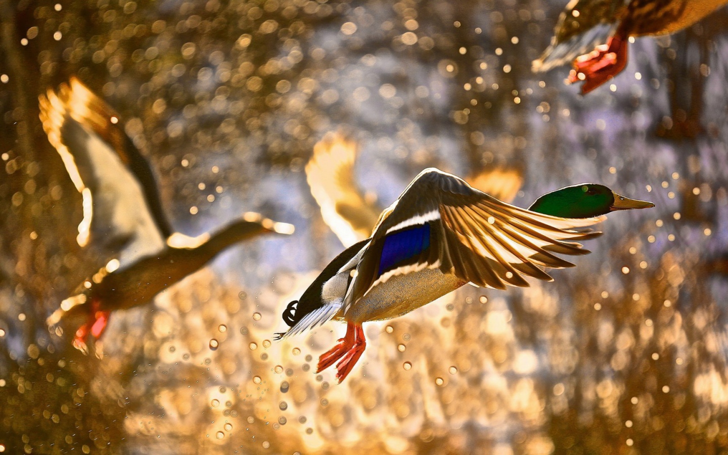 Утки взлетают с поверхности воды