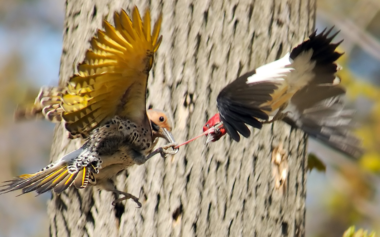 Бой двух птиц