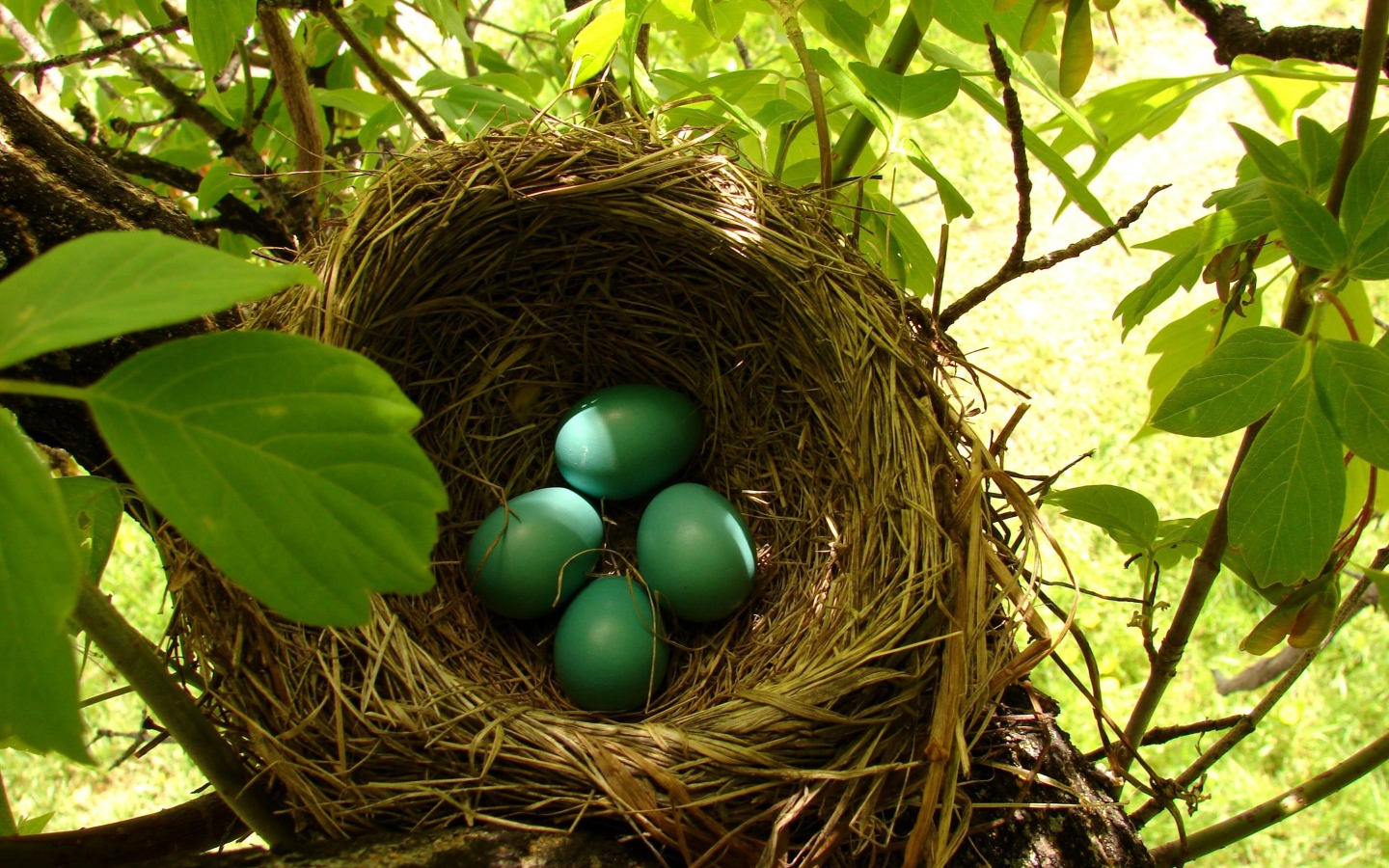 Зеленые яйца в гнезде
