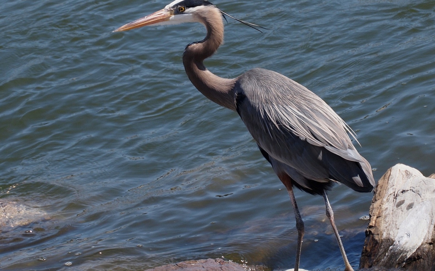 Серая цапля стоит у воды