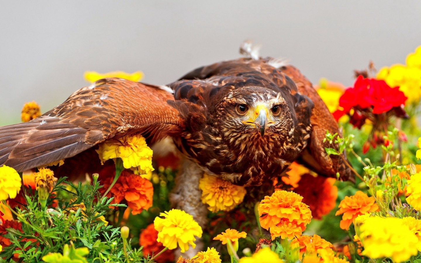 Ястреб сел на цветы