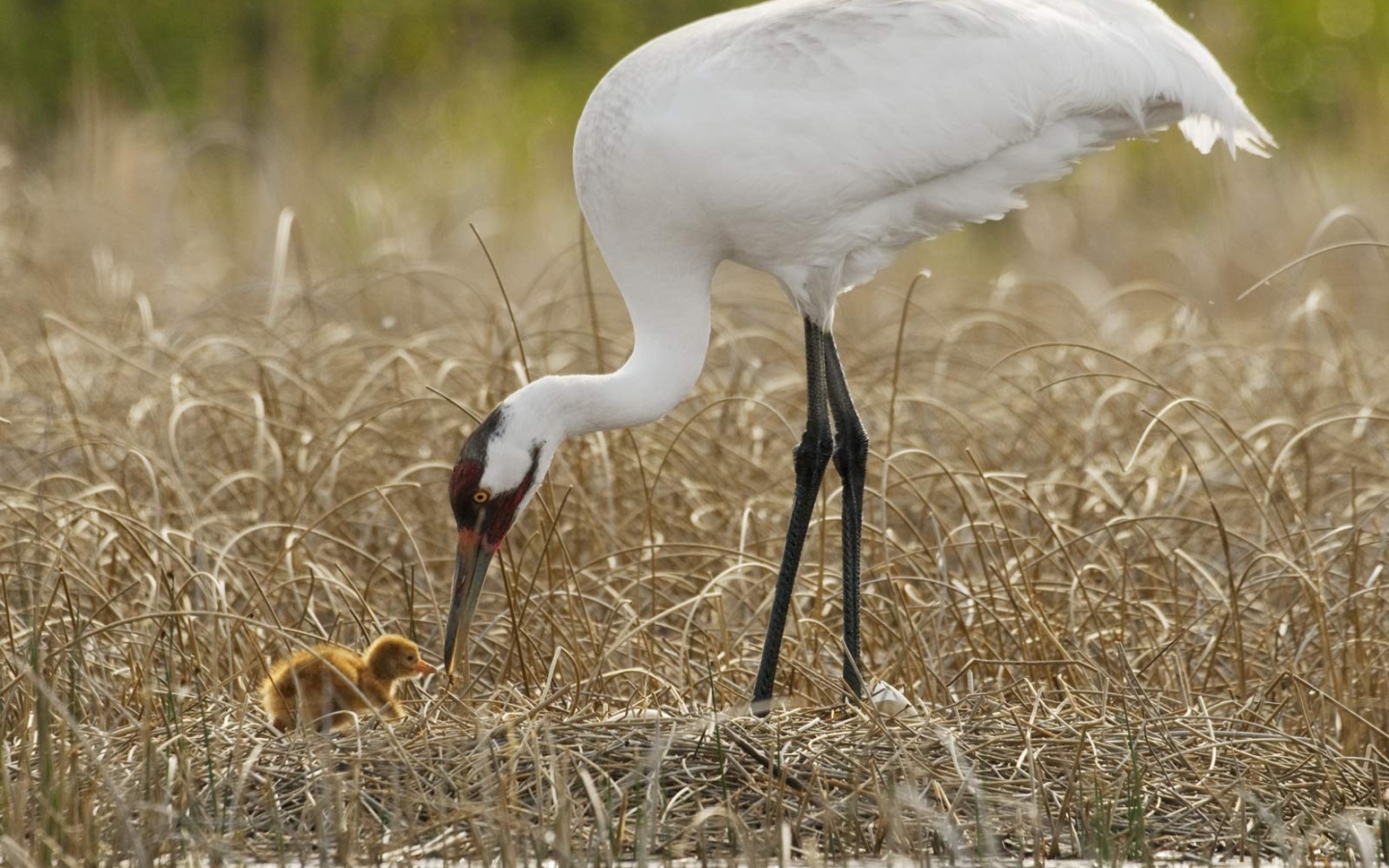 Цапля с детенышем на болоте