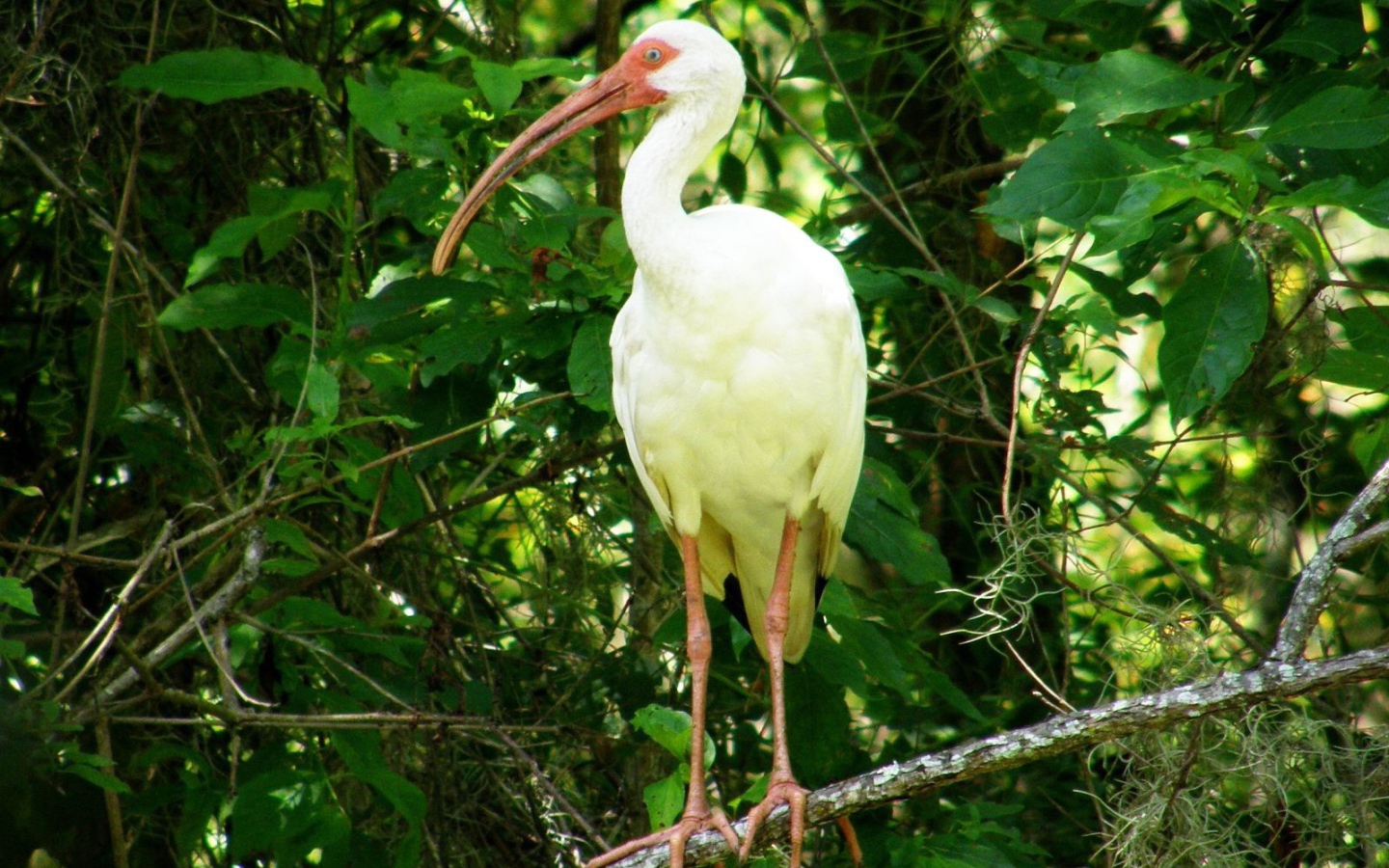 Цапля с желтыми перьями