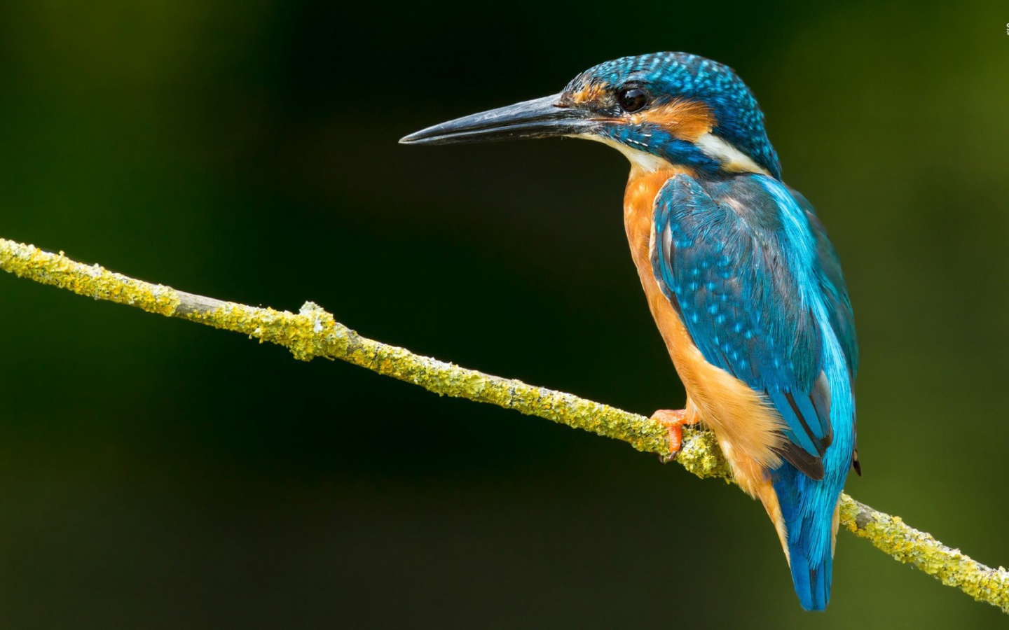 Зимородок на зеленой ветке