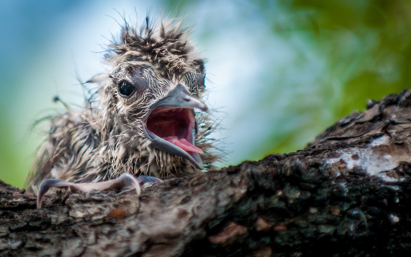 Маленький птенец в гнезде