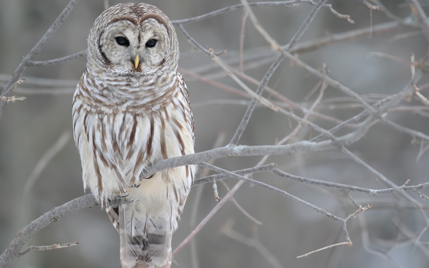 Сова на обледеневших ветках дерева