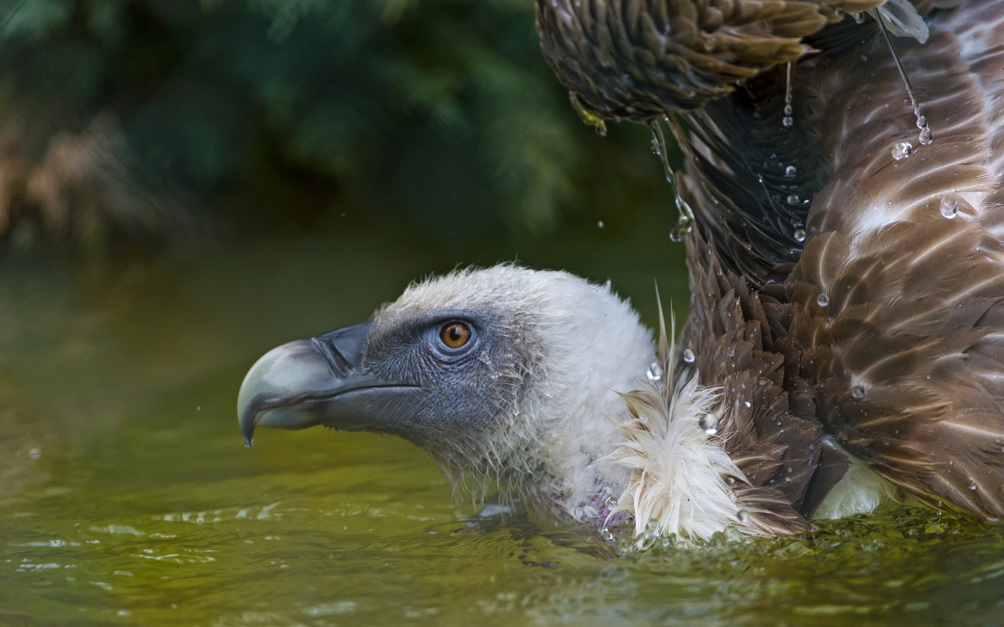 Падальщик в воде