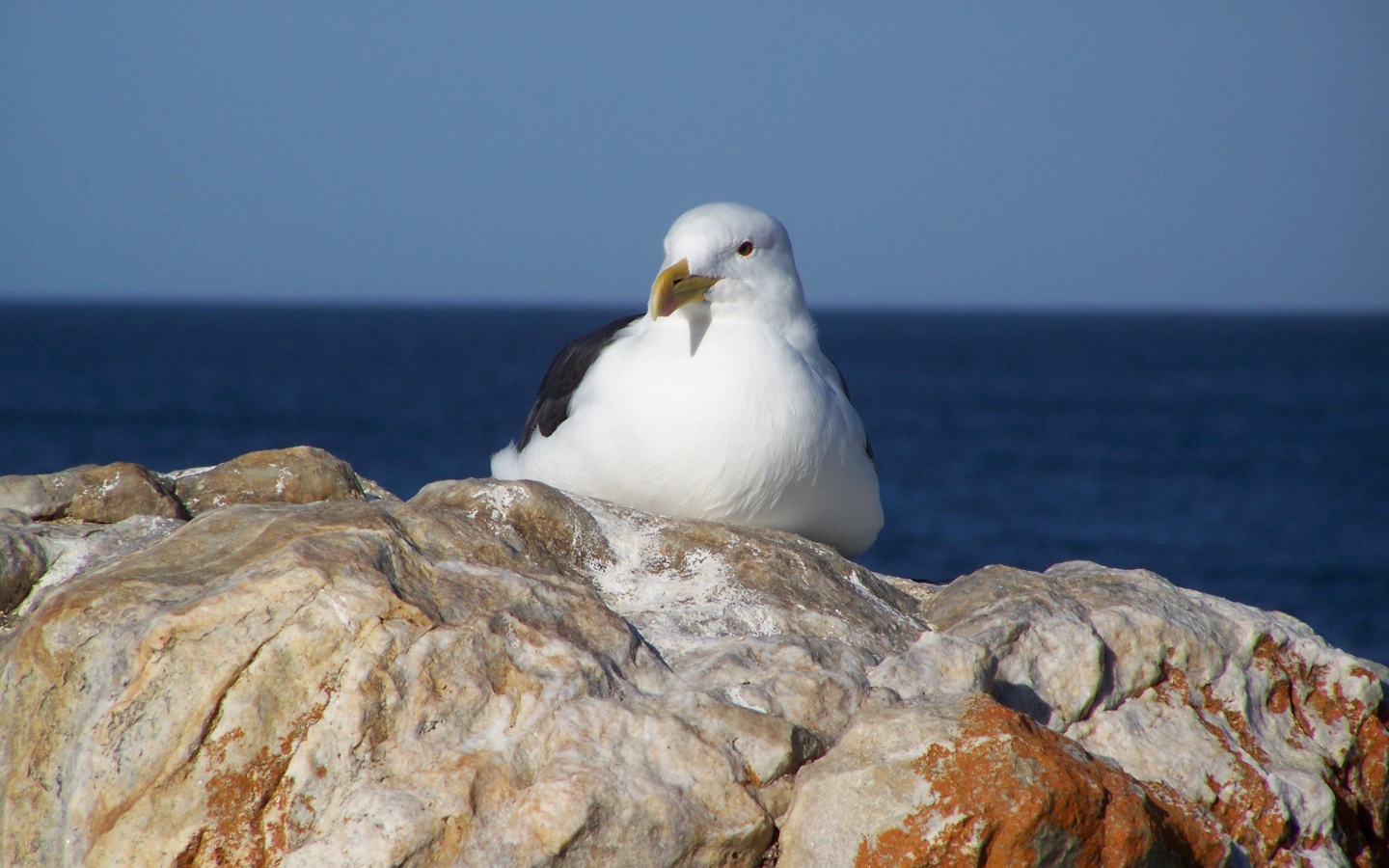 Чайка сидит на скале у моря