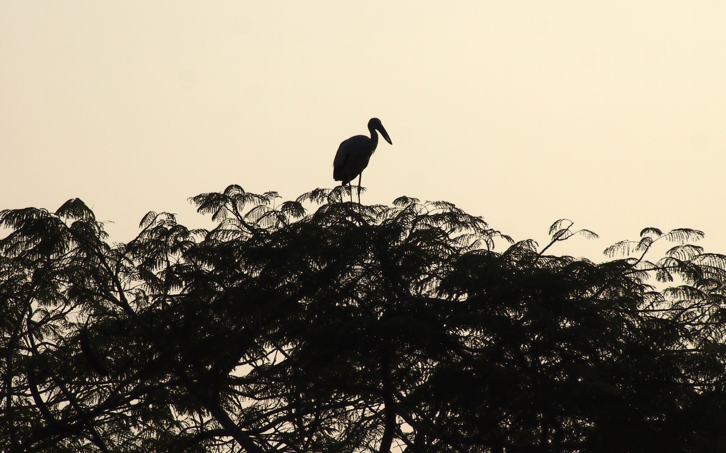 Силуэт цапли на вершине дерева