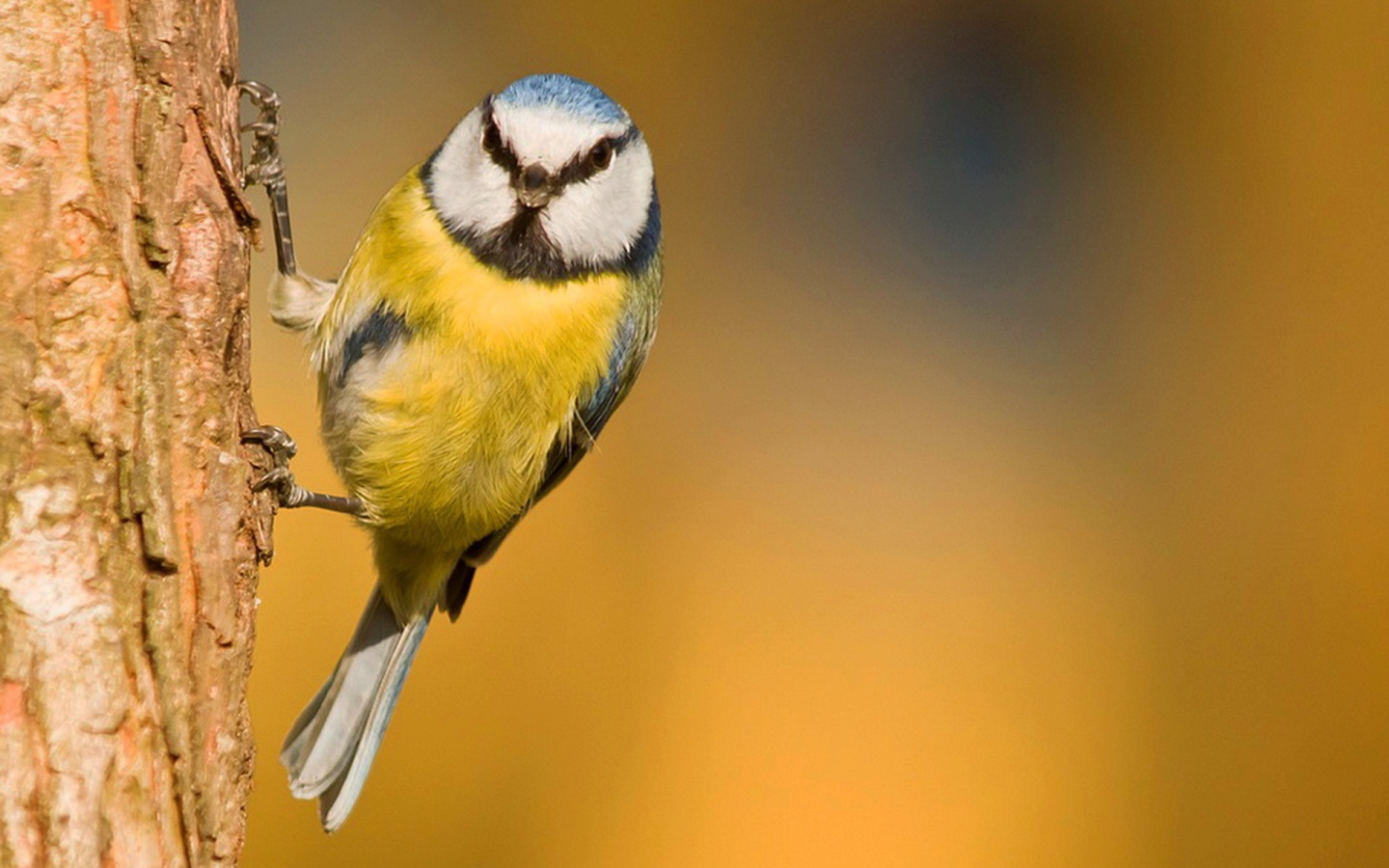 Синица ухватилась лапками за кору
