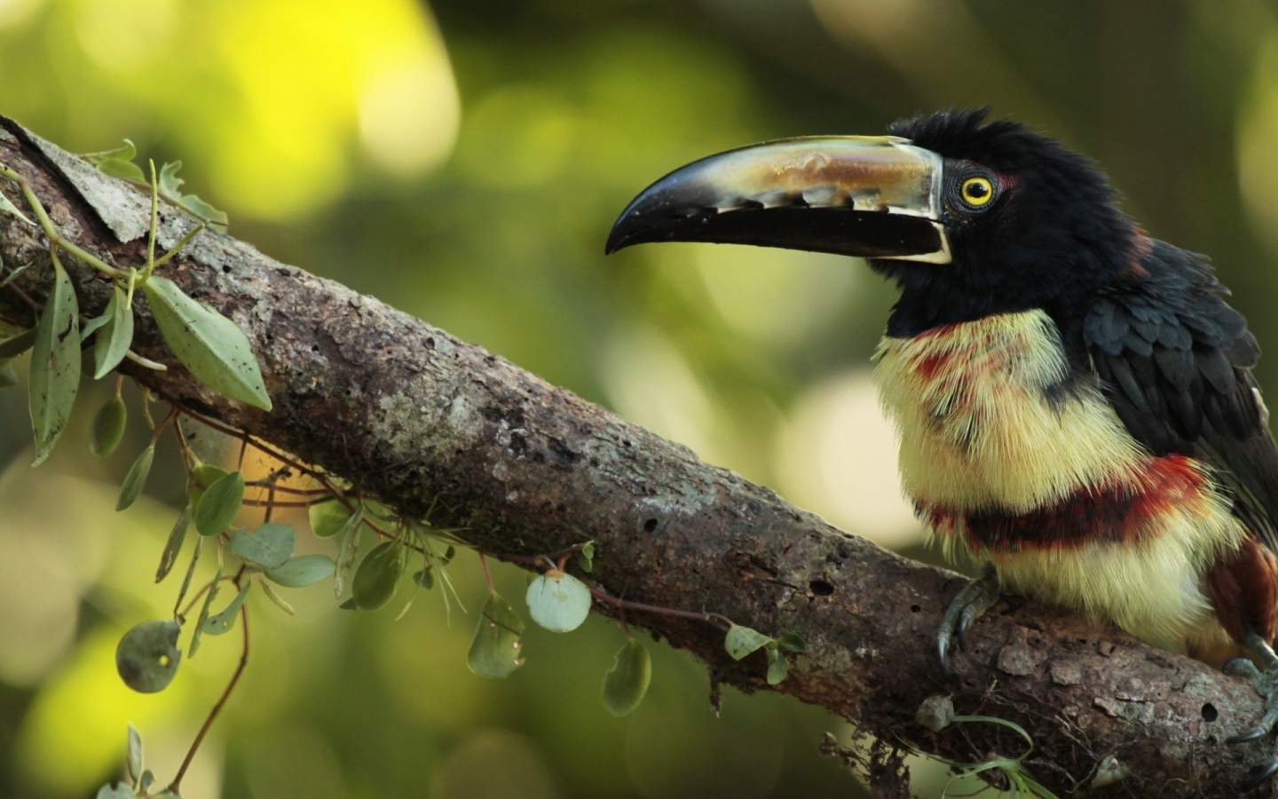 Тропическая птица с большим клювом