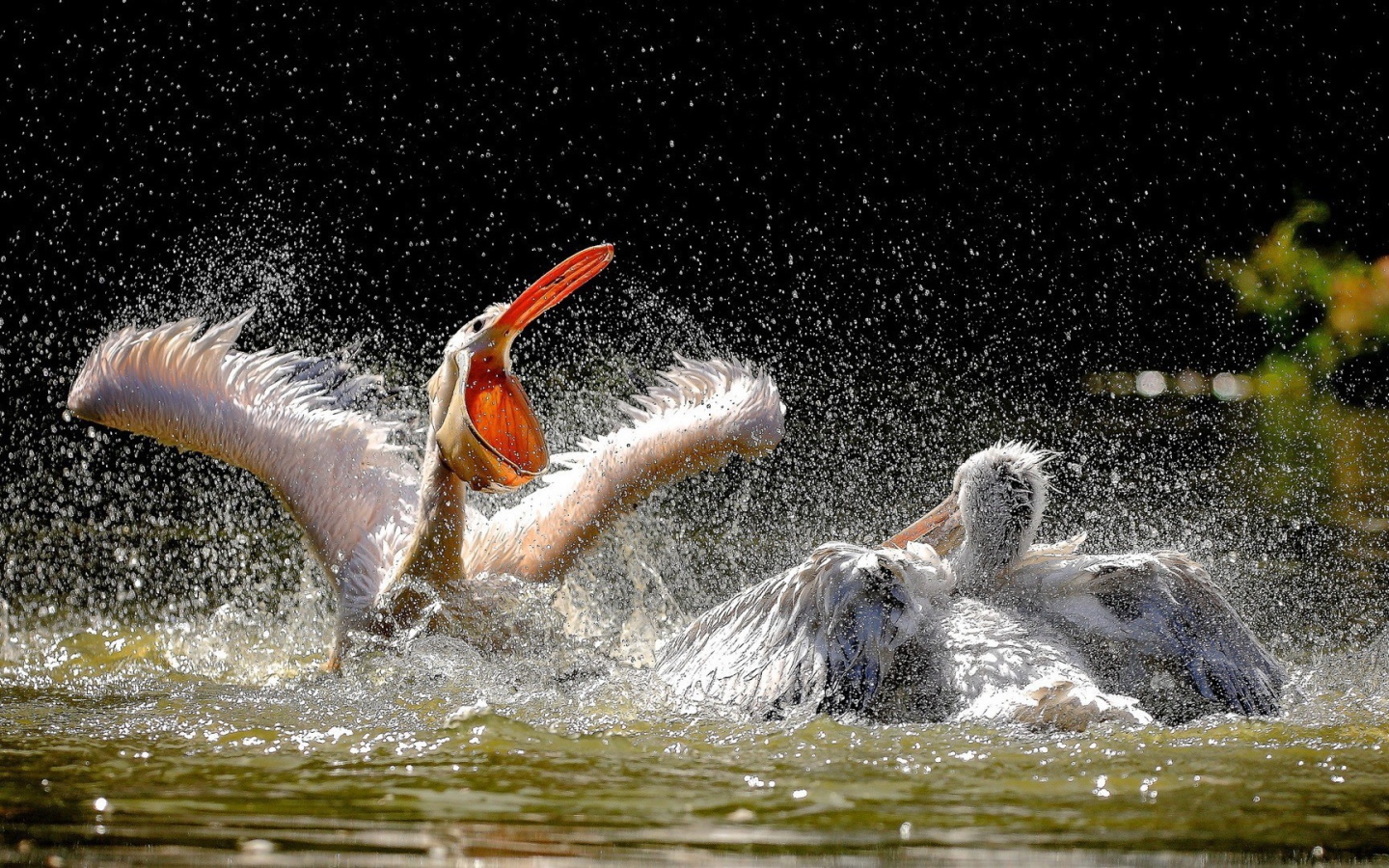 Две птицы резвятся в воде