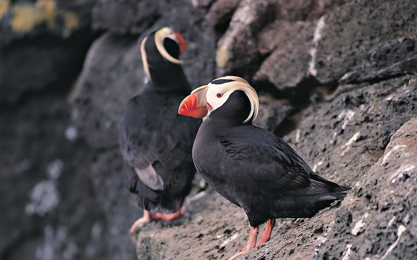 Два тупика на скале