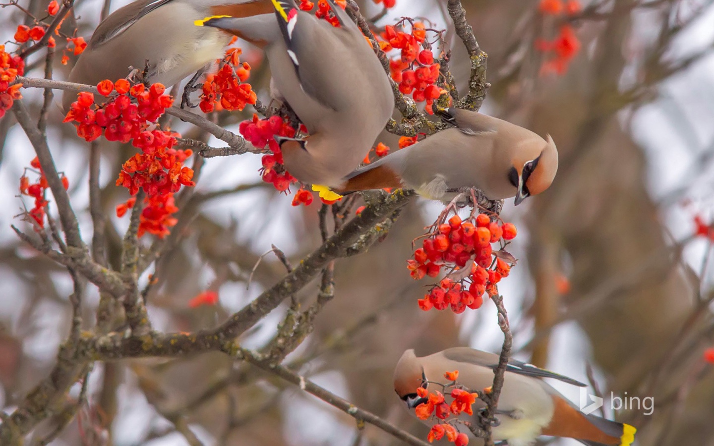 Свиристели лакомятся калиной