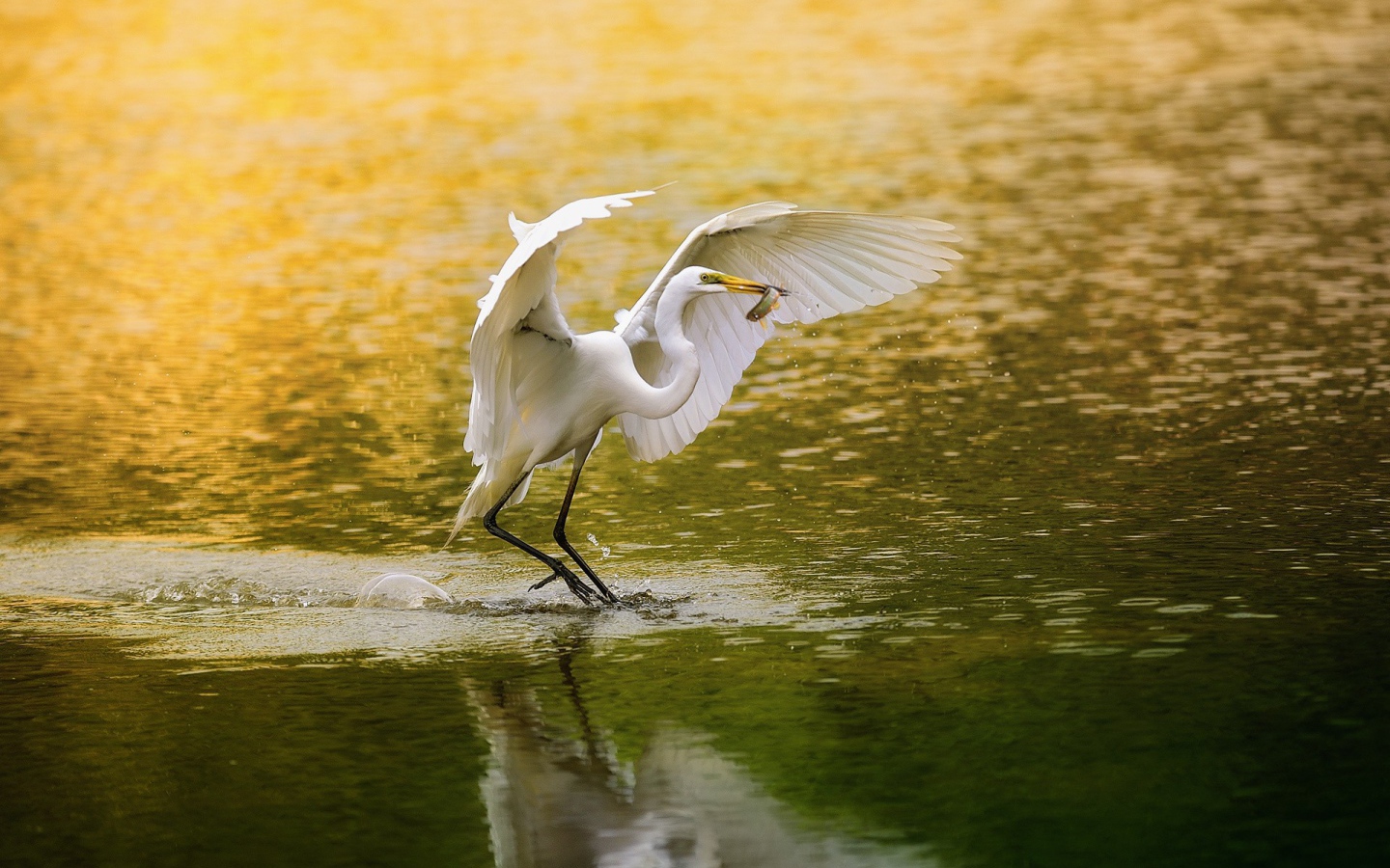 Белая цапля поймала рыбку и собирается улетать