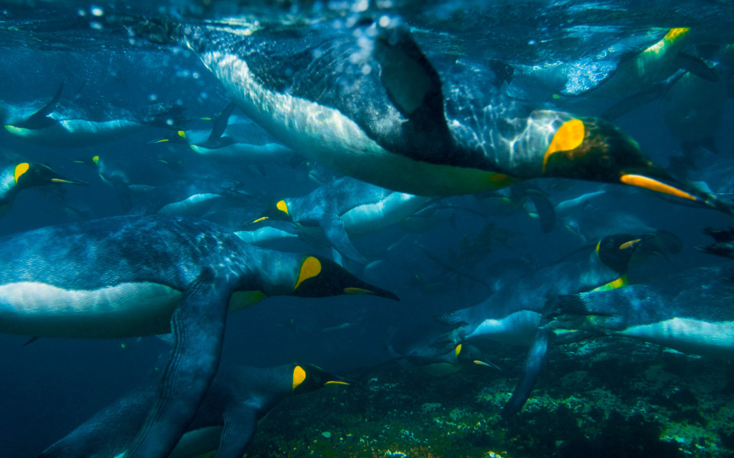 Пингвины под водой