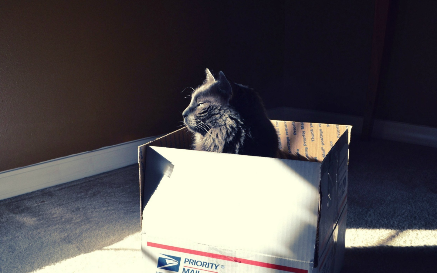 Черный кот в картонной коробке