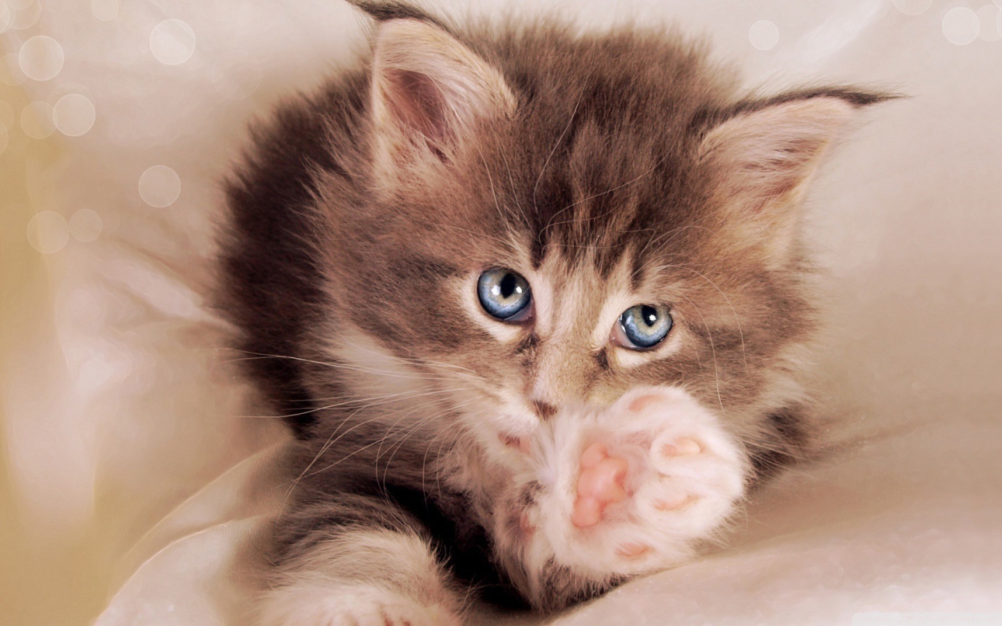 Голубоглазый котенок тянется к хозяину